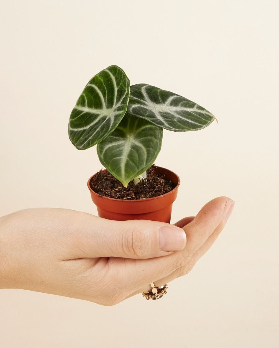 Baby Alocasia Olifantsoor Ninja