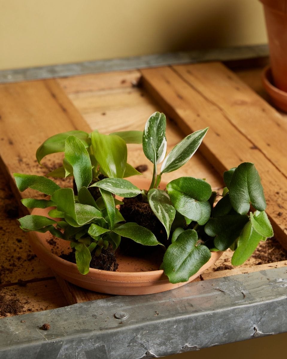 Baby Philodendron White Princess