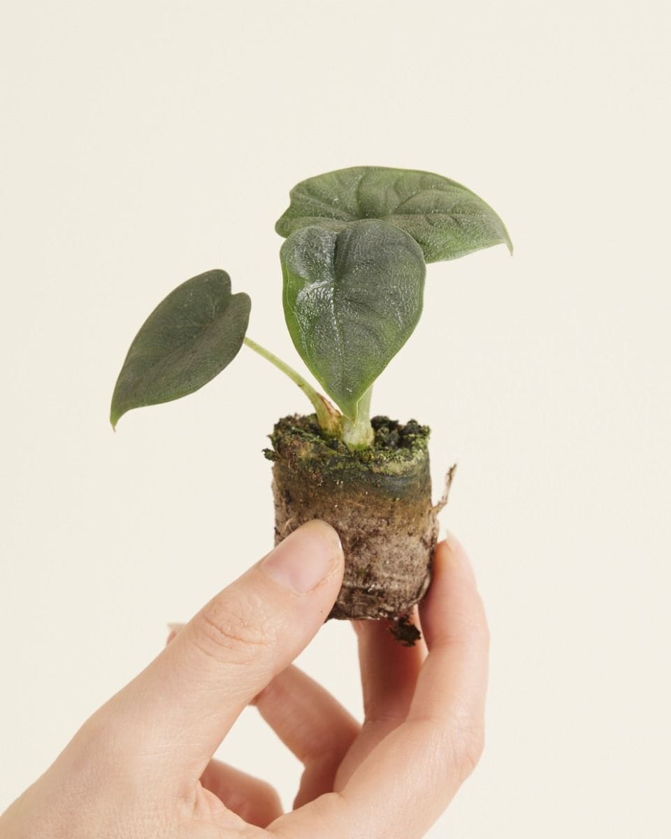 Baby Alocasia Elefantenohr Melo