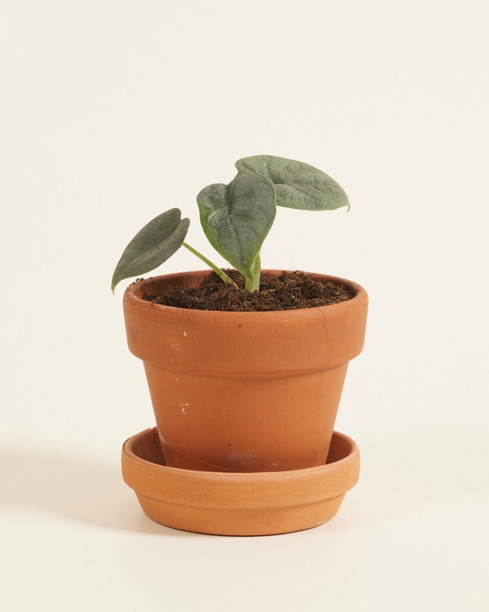Baby Alocasia Elefantenohr Melo