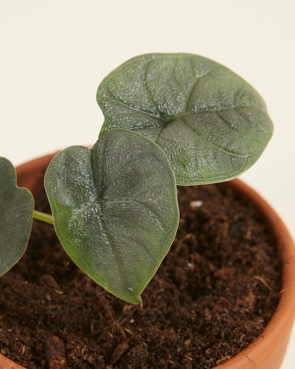 Baby Alocasia Elefantenohr Melo