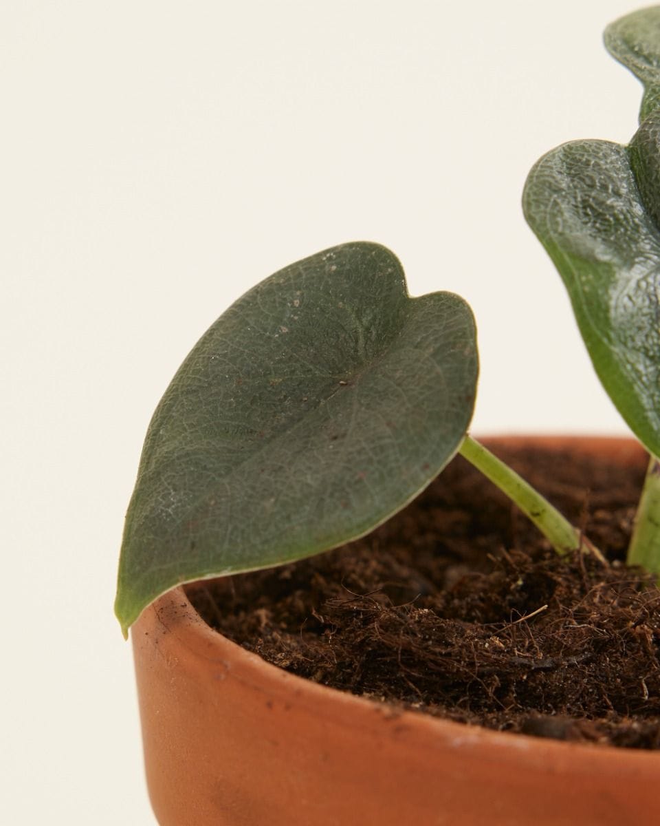 Baby Alocasia Elefantenohr Melo