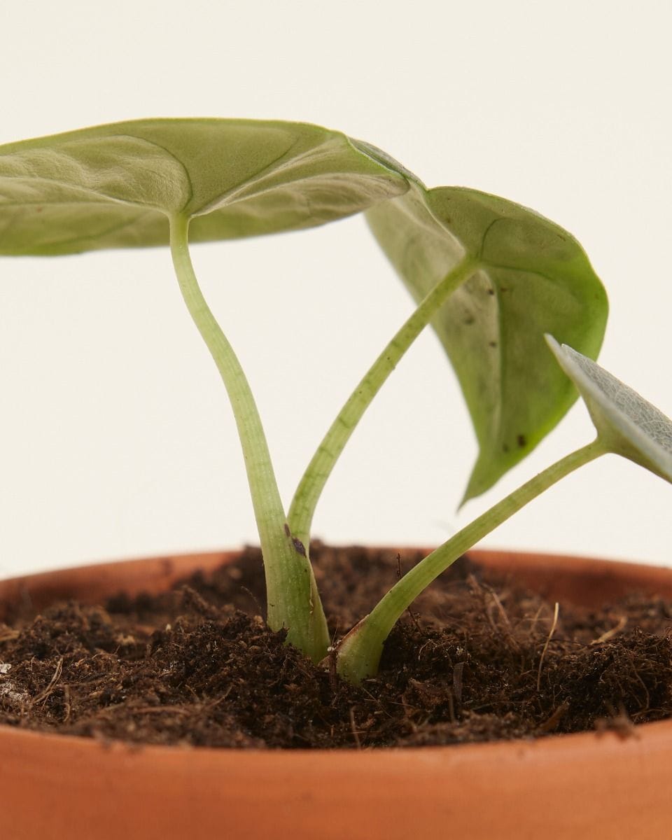 Baby Alocasia Elefantenohr Melo