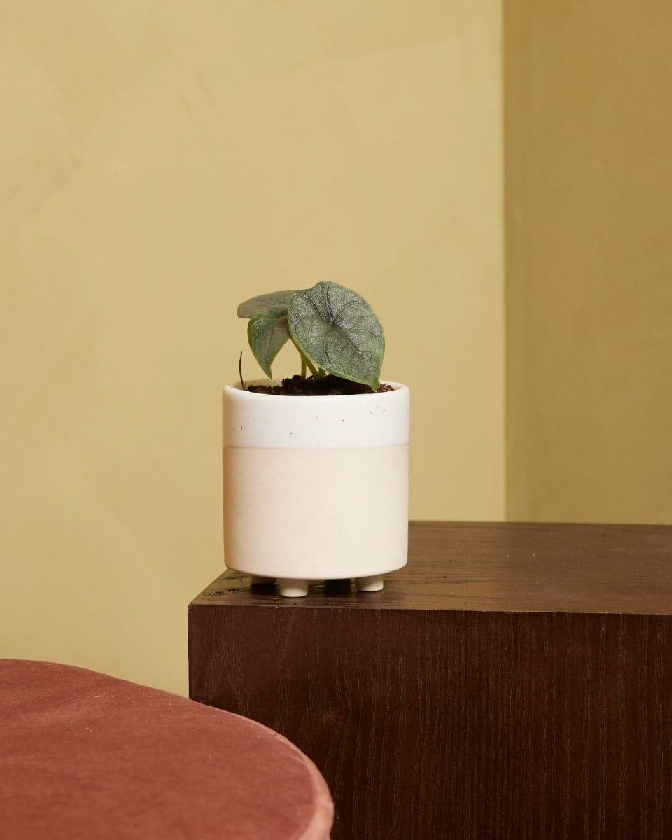 Baby Alocasia Elefantenohr Melo