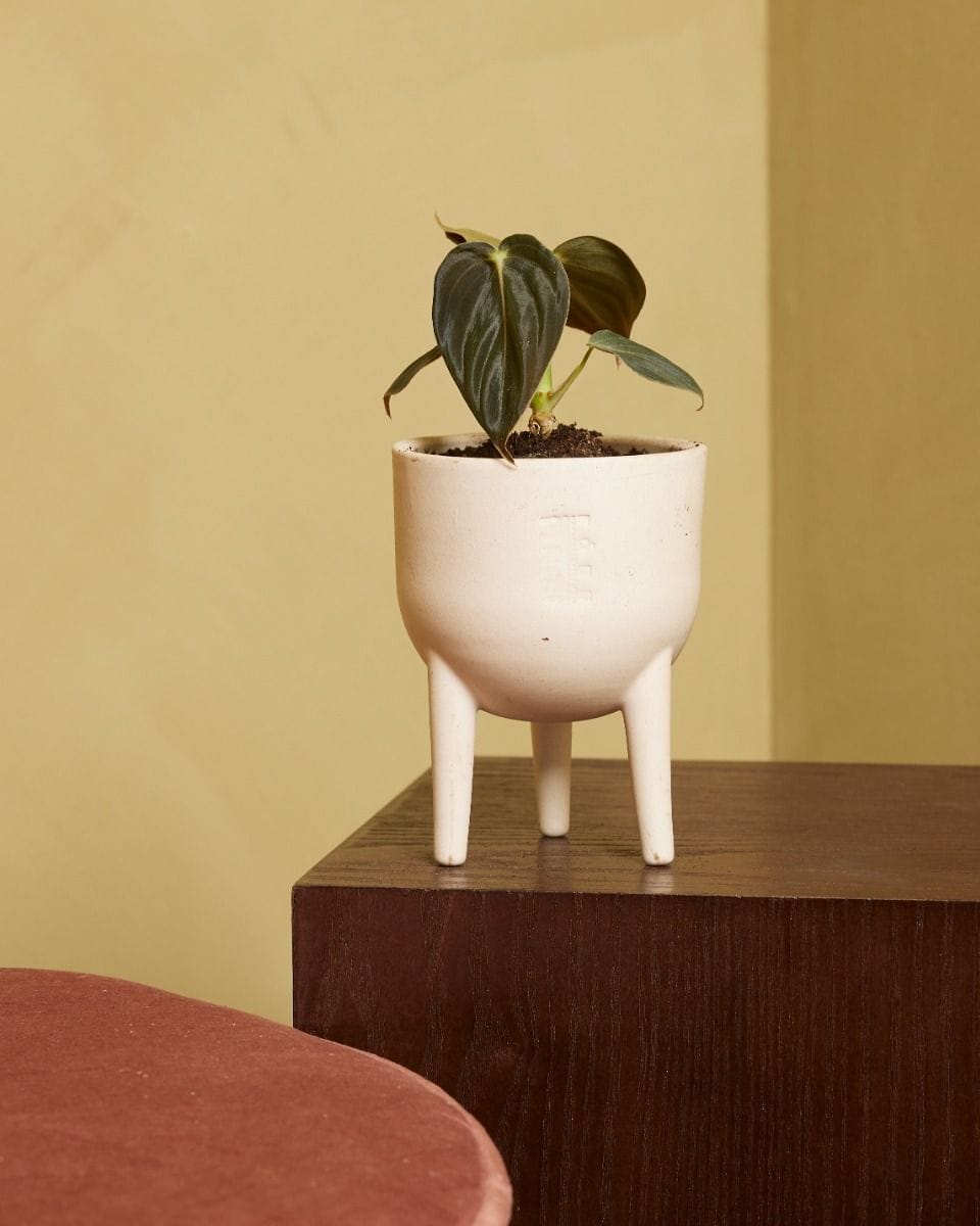Bébé Philodendron Melanochrysum
