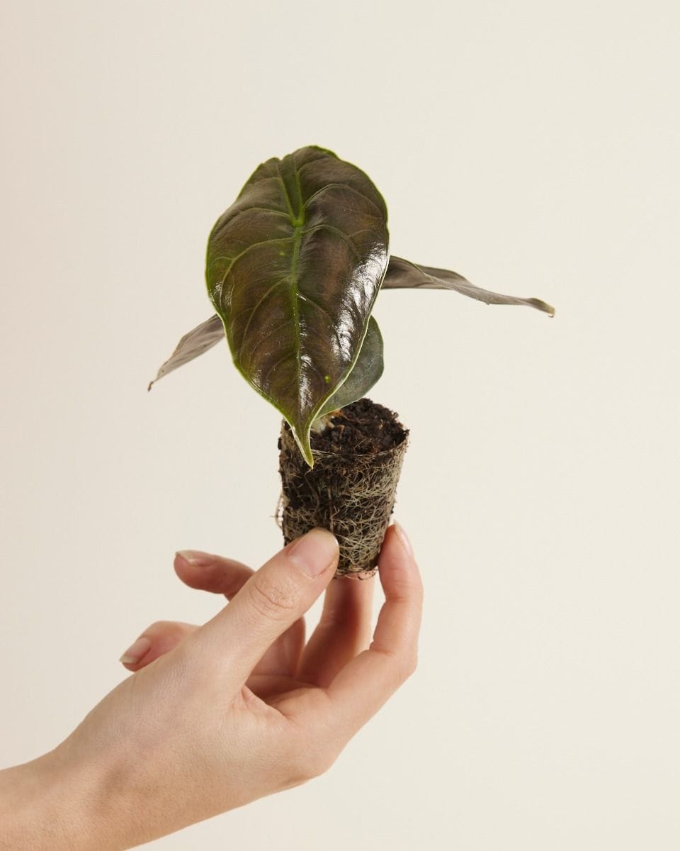 Bebé Alocasia Elephant Ears Azlanii