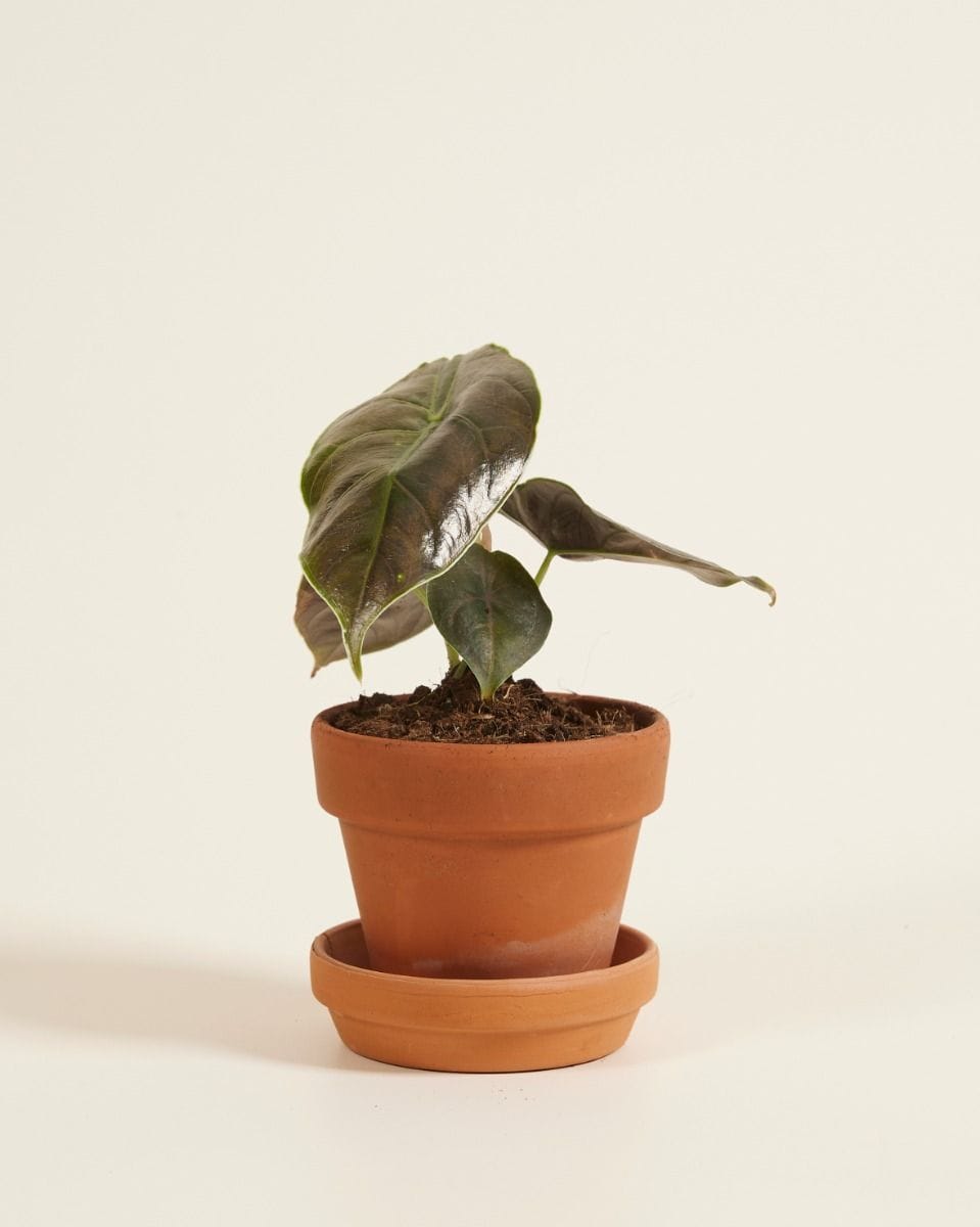 Bebé Alocasia Elephant Ears Azlanii