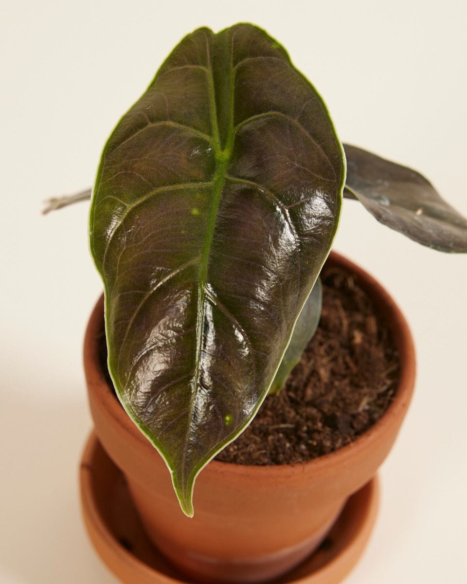 Bebé Alocasia Elephant Ears Azlanii