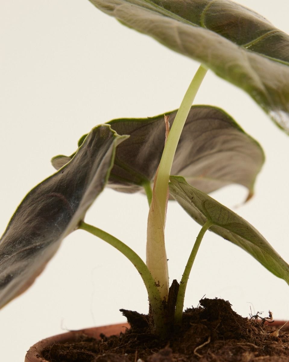 Bebé Alocasia Elephant Ears Azlanii