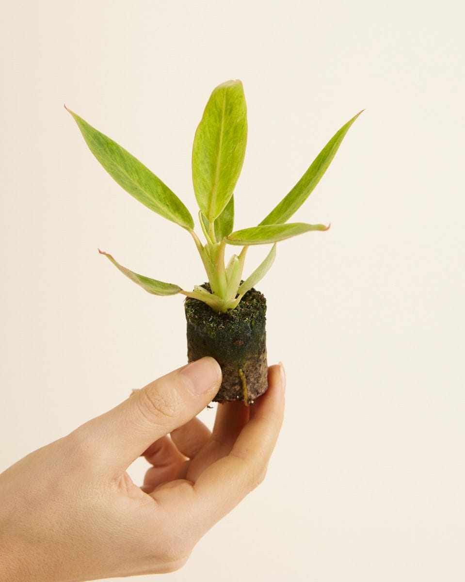 Bébé Philodendron Calkins Gold