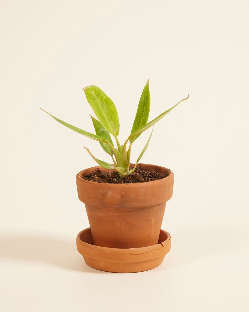 Bébé Philodendron Calkins Gold