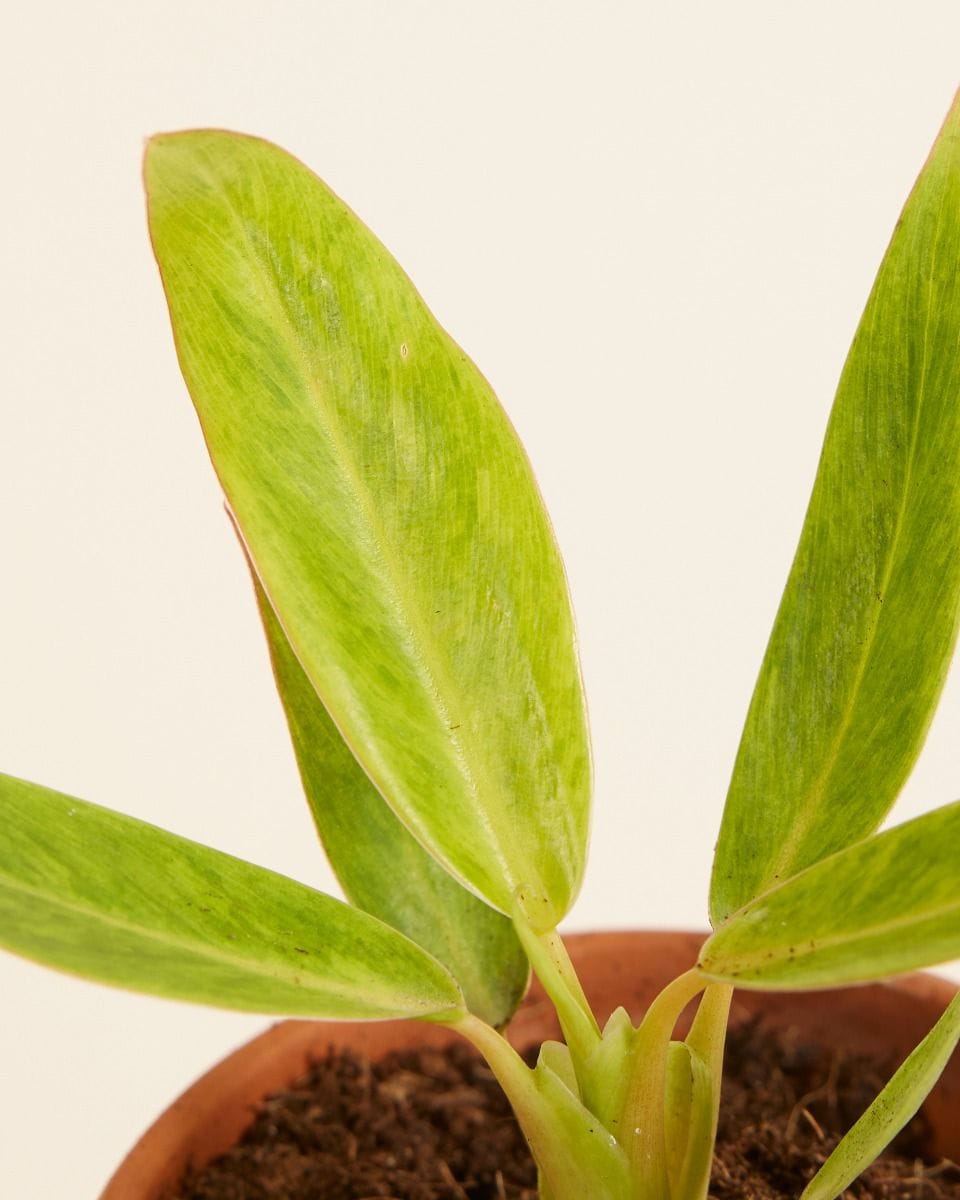 Bébé Philodendron Calkins Gold