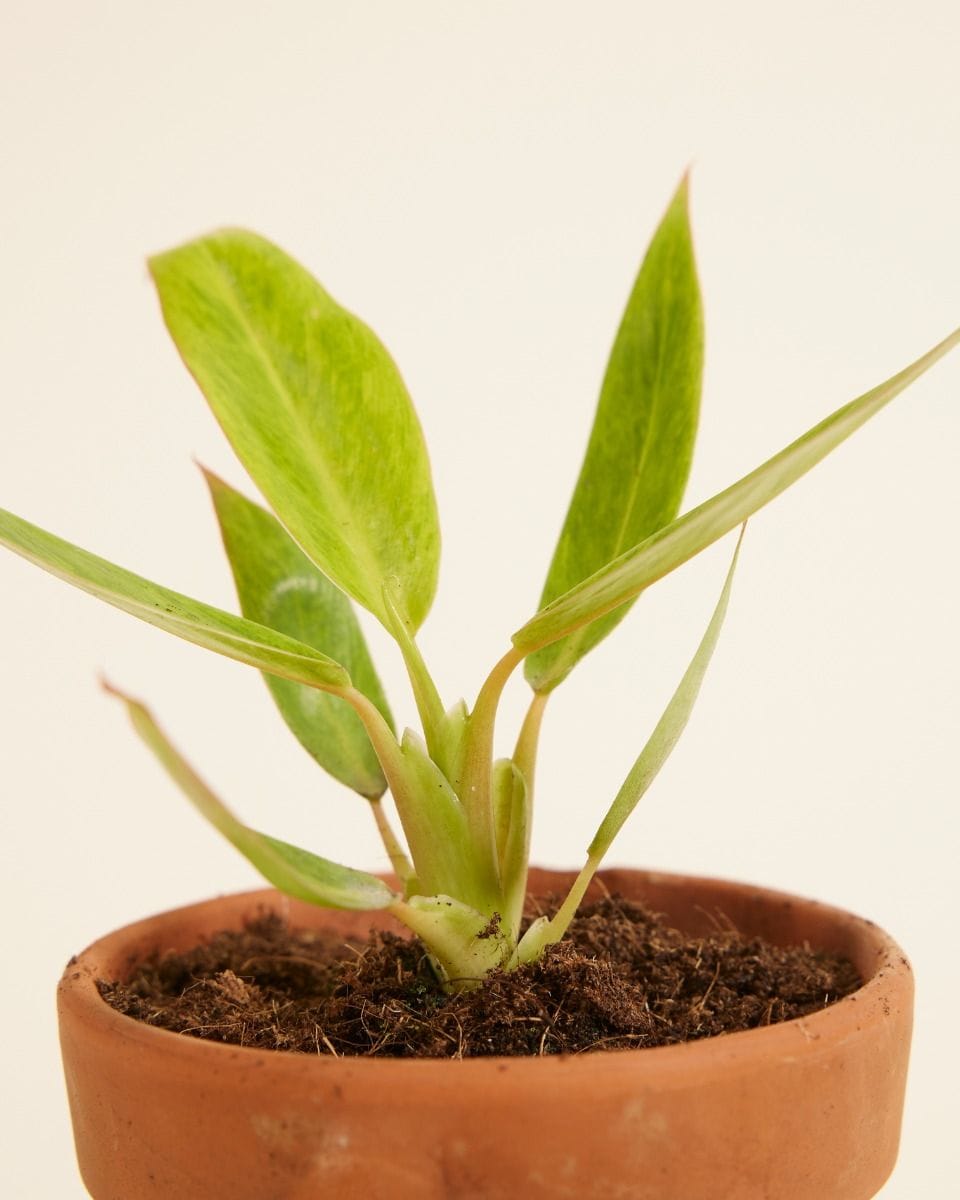 Bébé Philodendron Calkins Gold