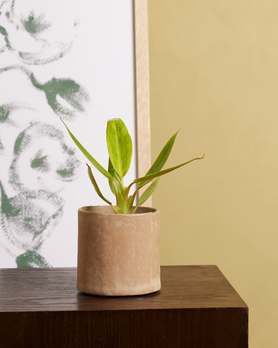 Bébé Philodendron Calkins Gold
