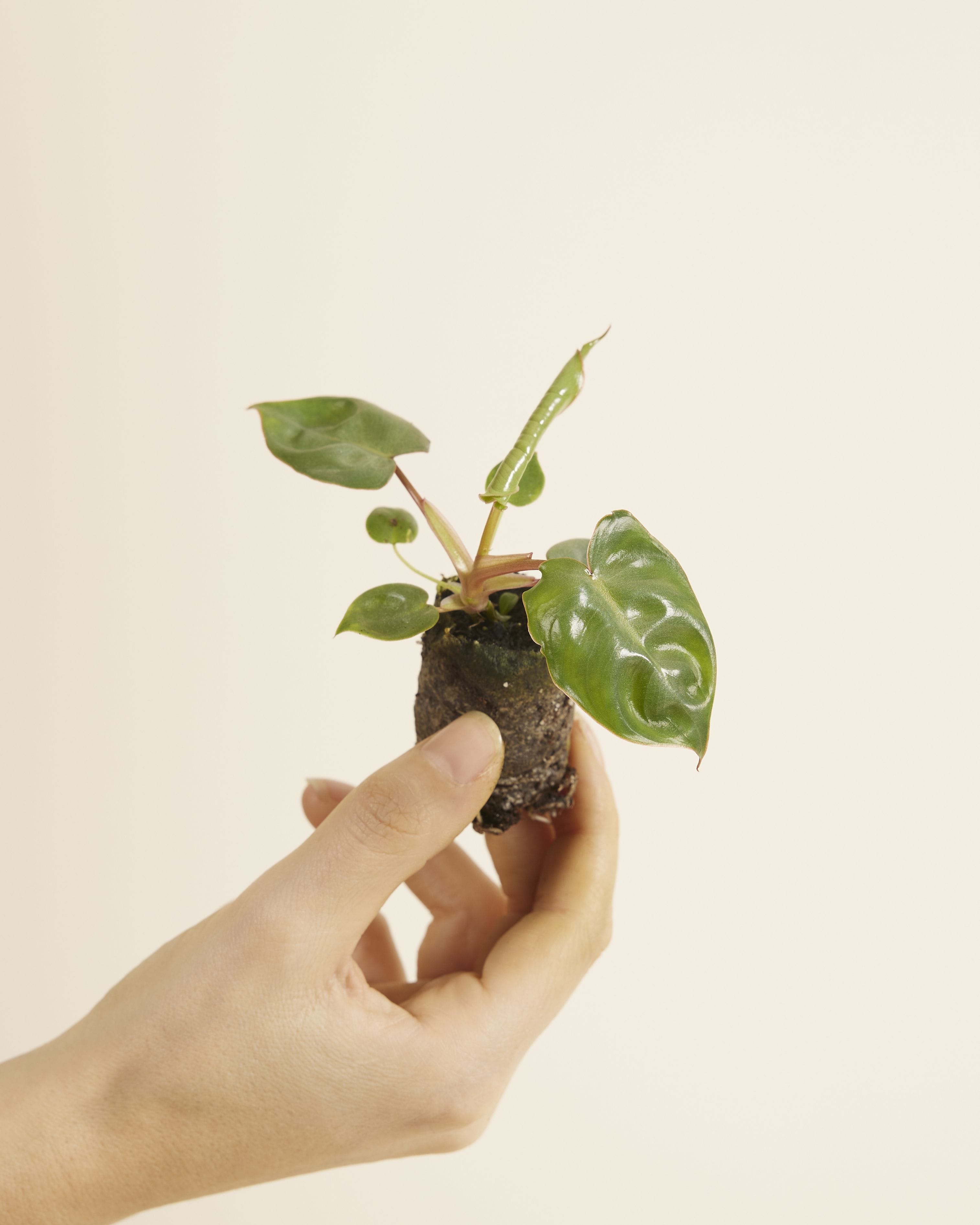 Baby Philodendron Billietiae
