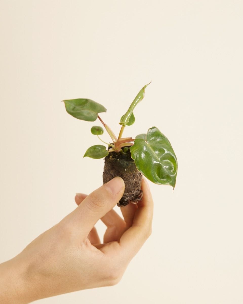 Bebé Philodendron Billietiae