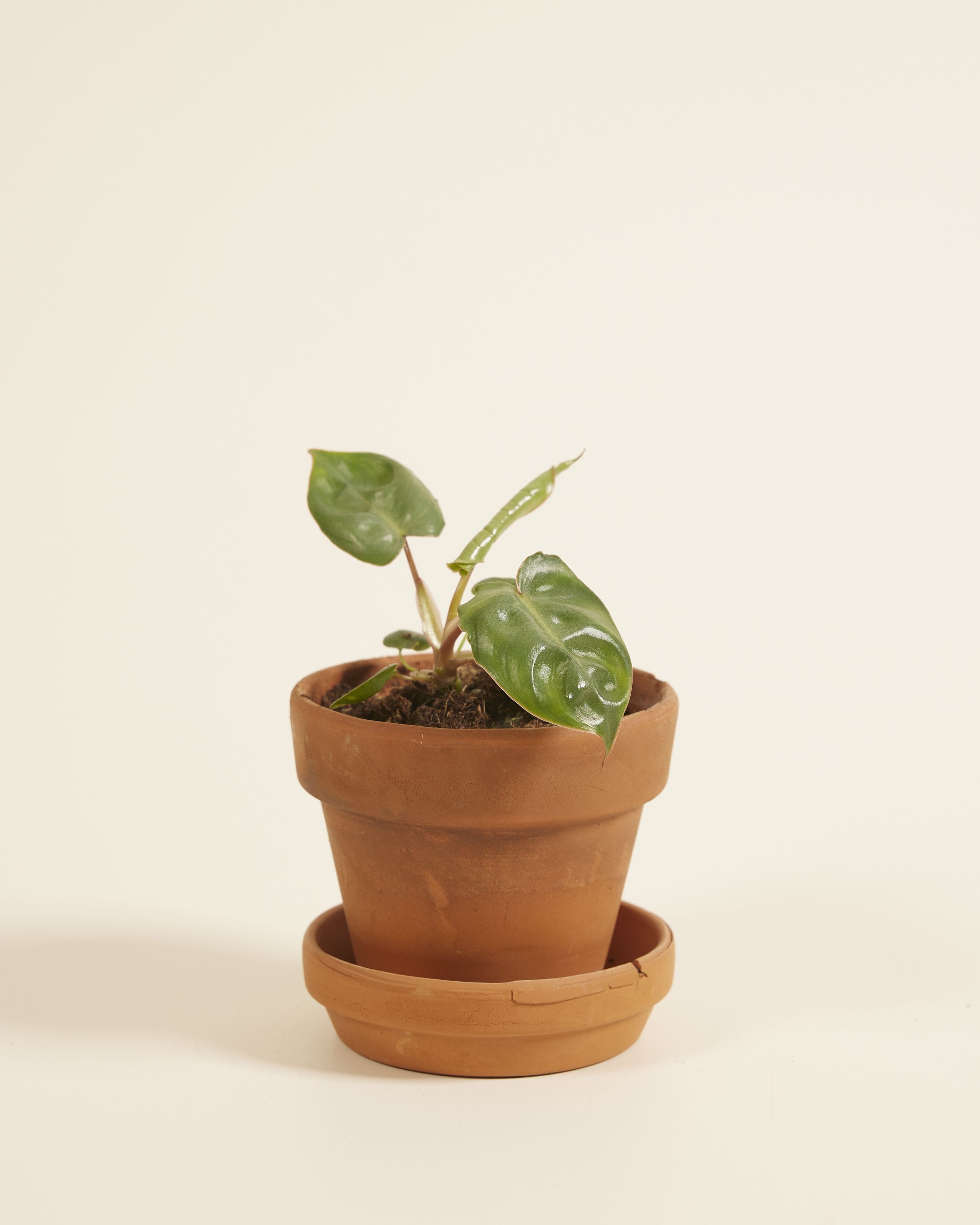 Baby Philodendron Billietiae