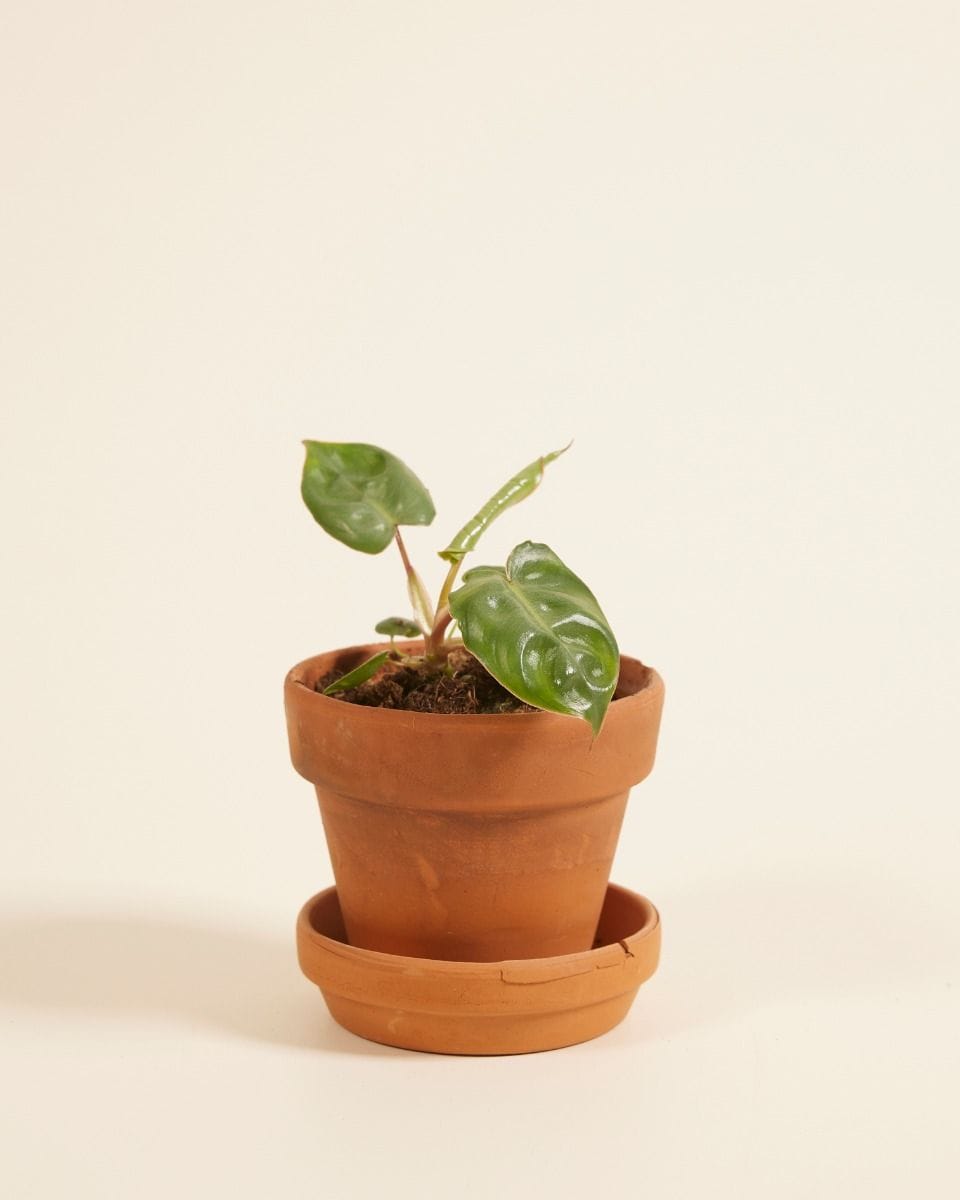 Bebé Philodendron Billietiae