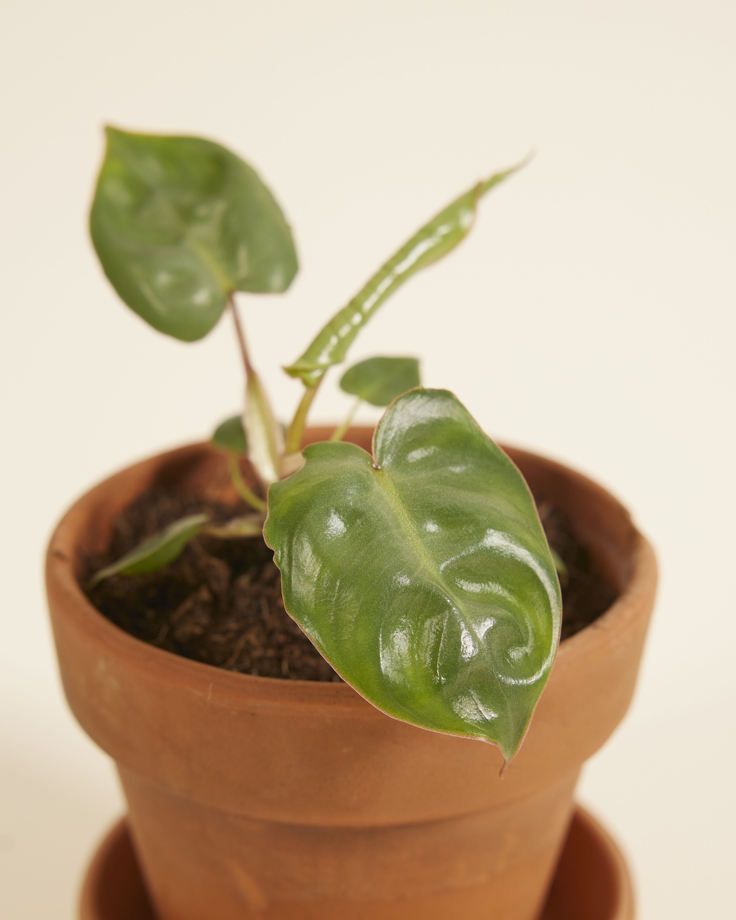 Baby Philodendron Billietiae