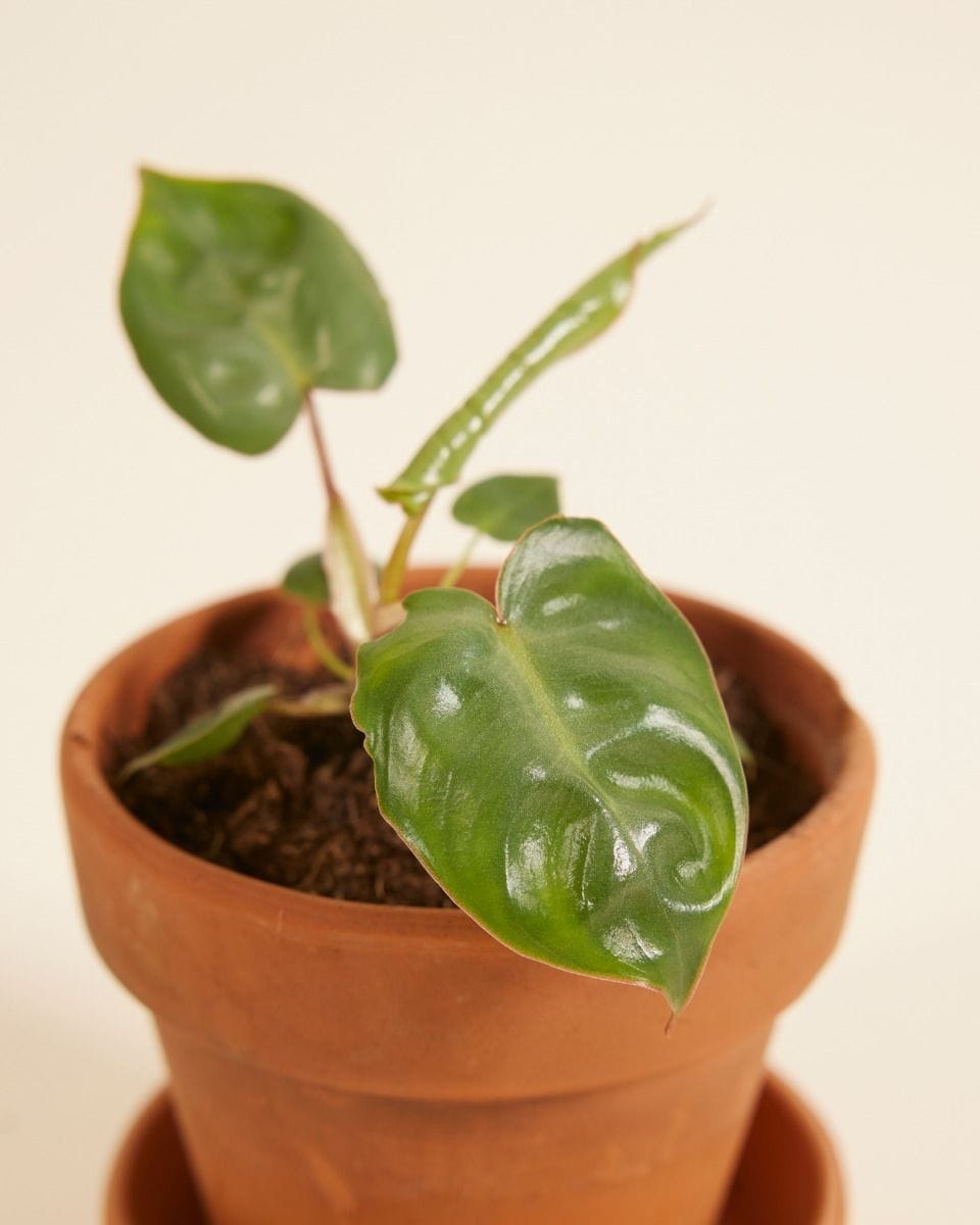Bebé Philodendron Billietiae