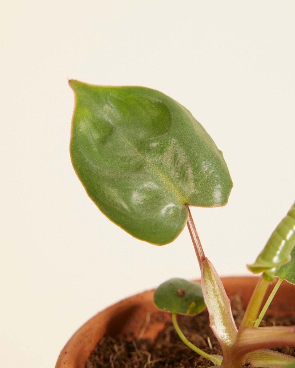 Bebé Philodendron Billietiae