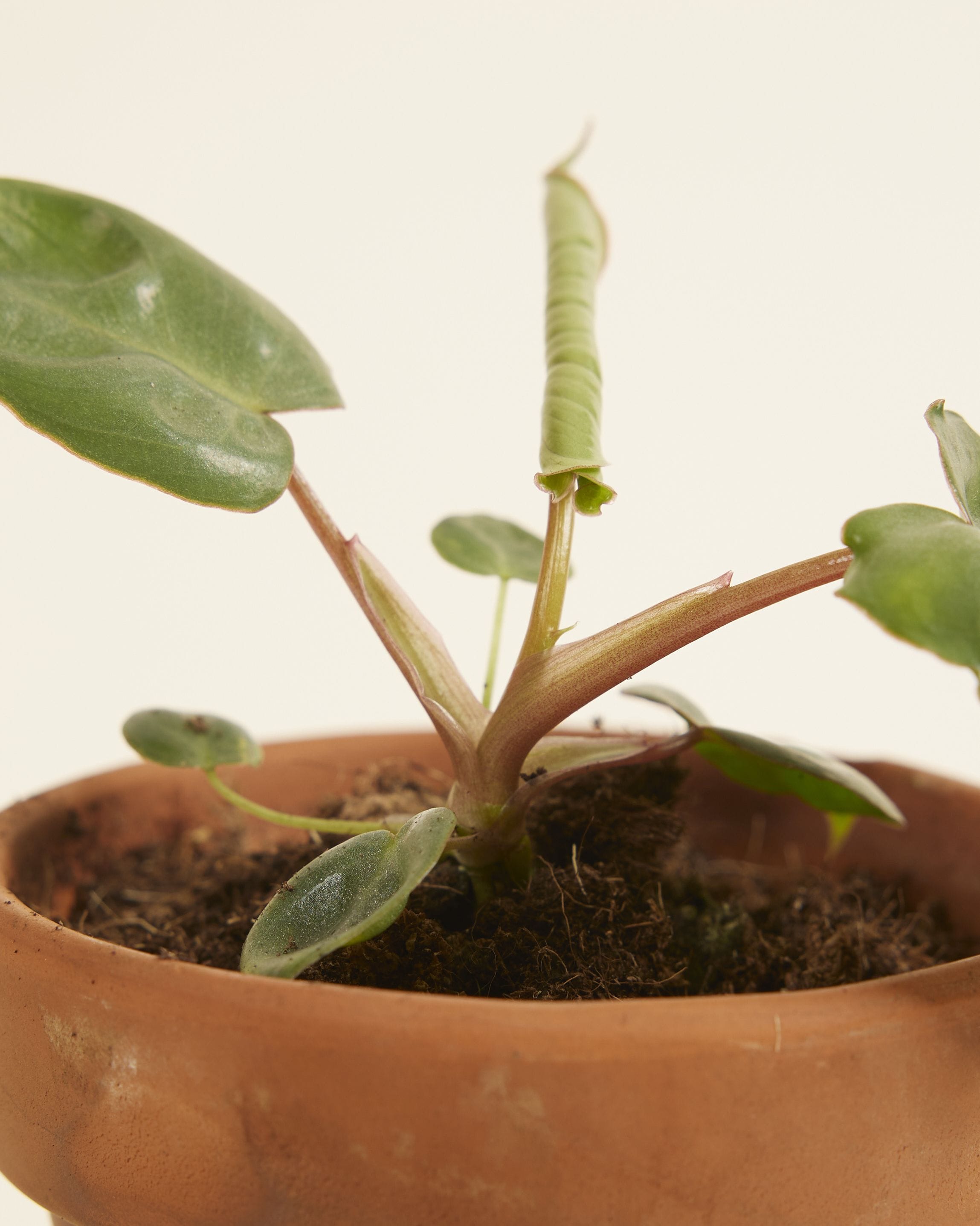 Baby Philodendron Billietiae
