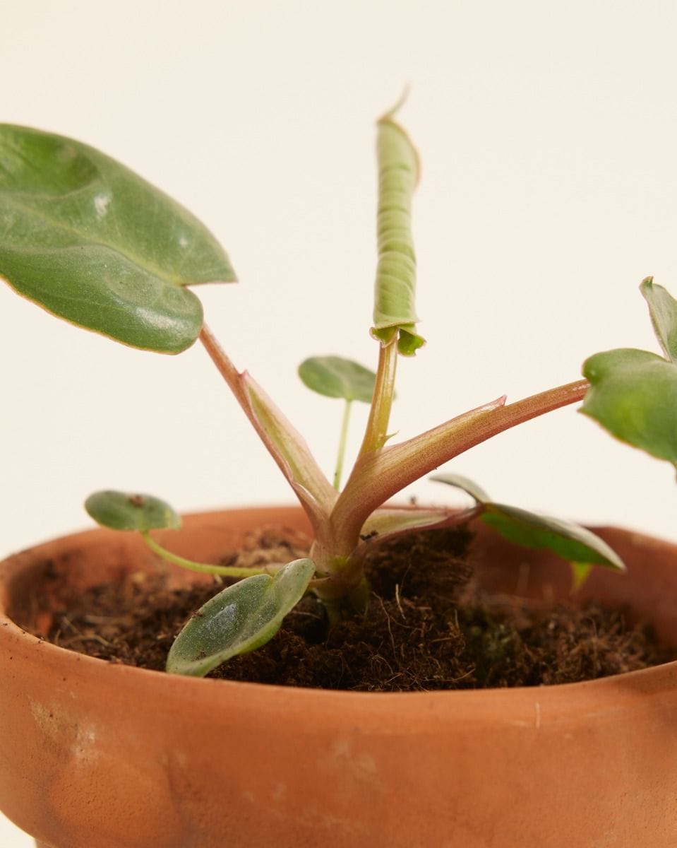 Bebé Philodendron Billietiae