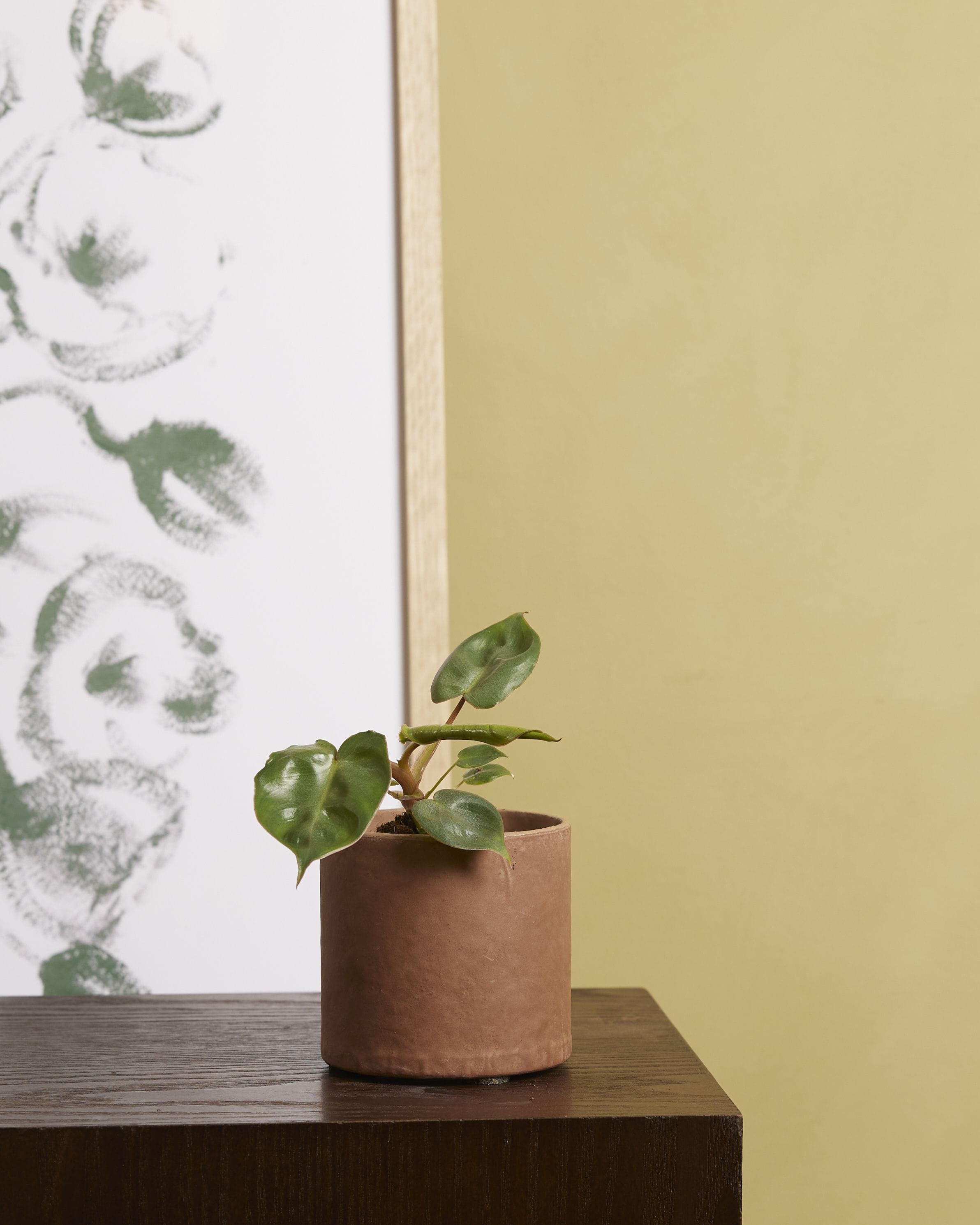 Baby Philodendron Billietiae