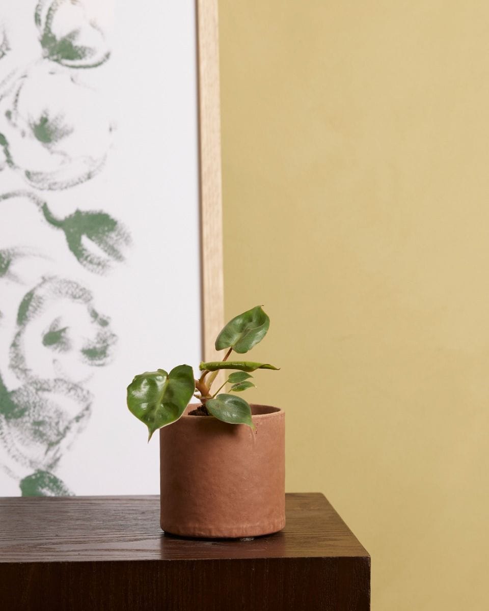 Bebé Philodendron Billietiae