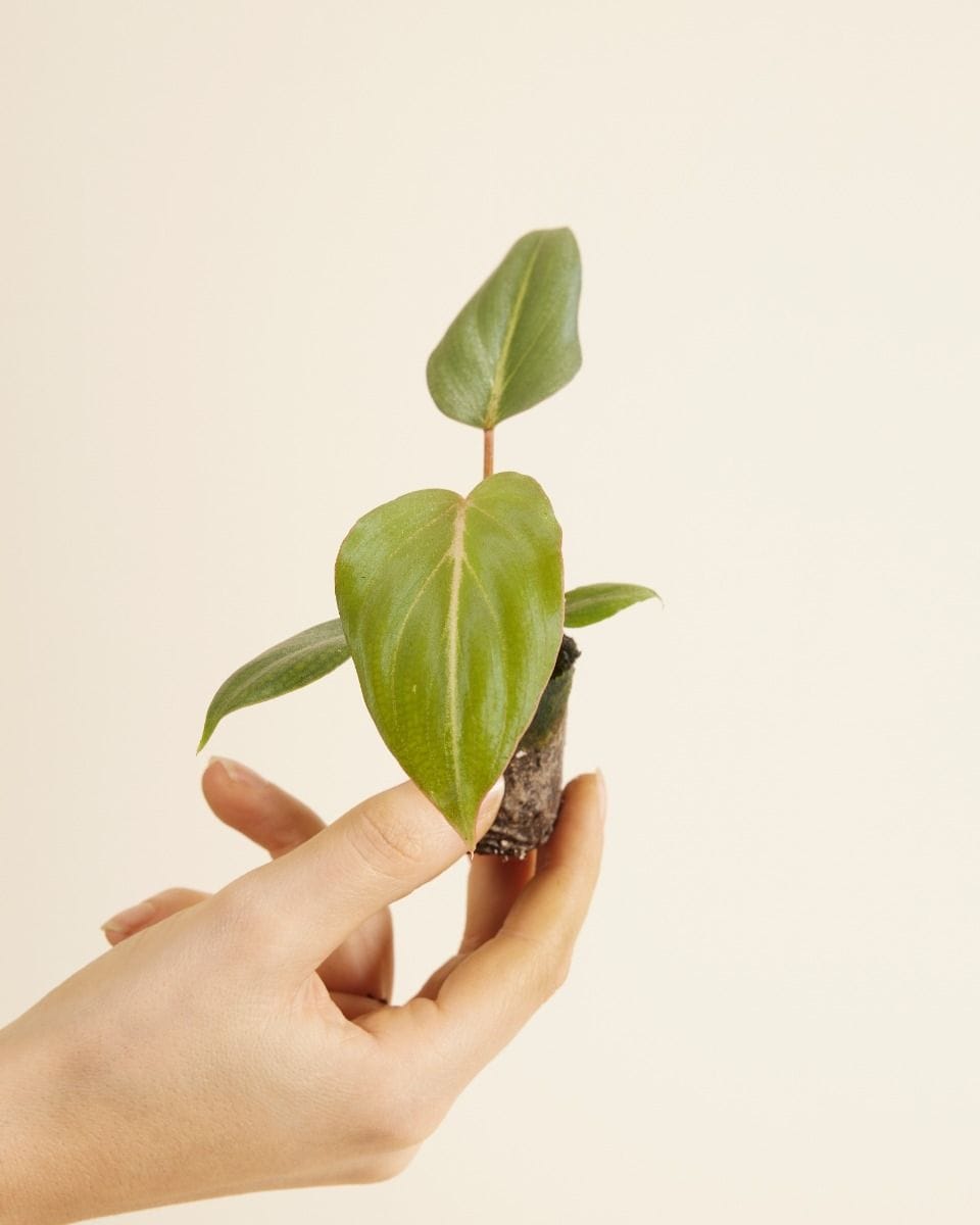 Bébé Philodendron Gloriosum (dark form)