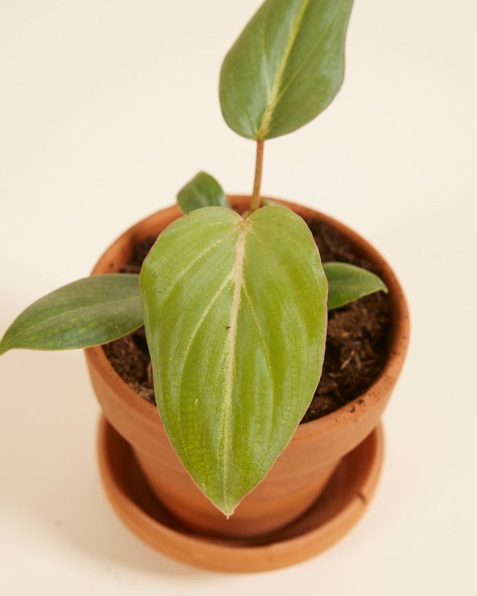 Bébé Philodendron Gloriosum (dark form)