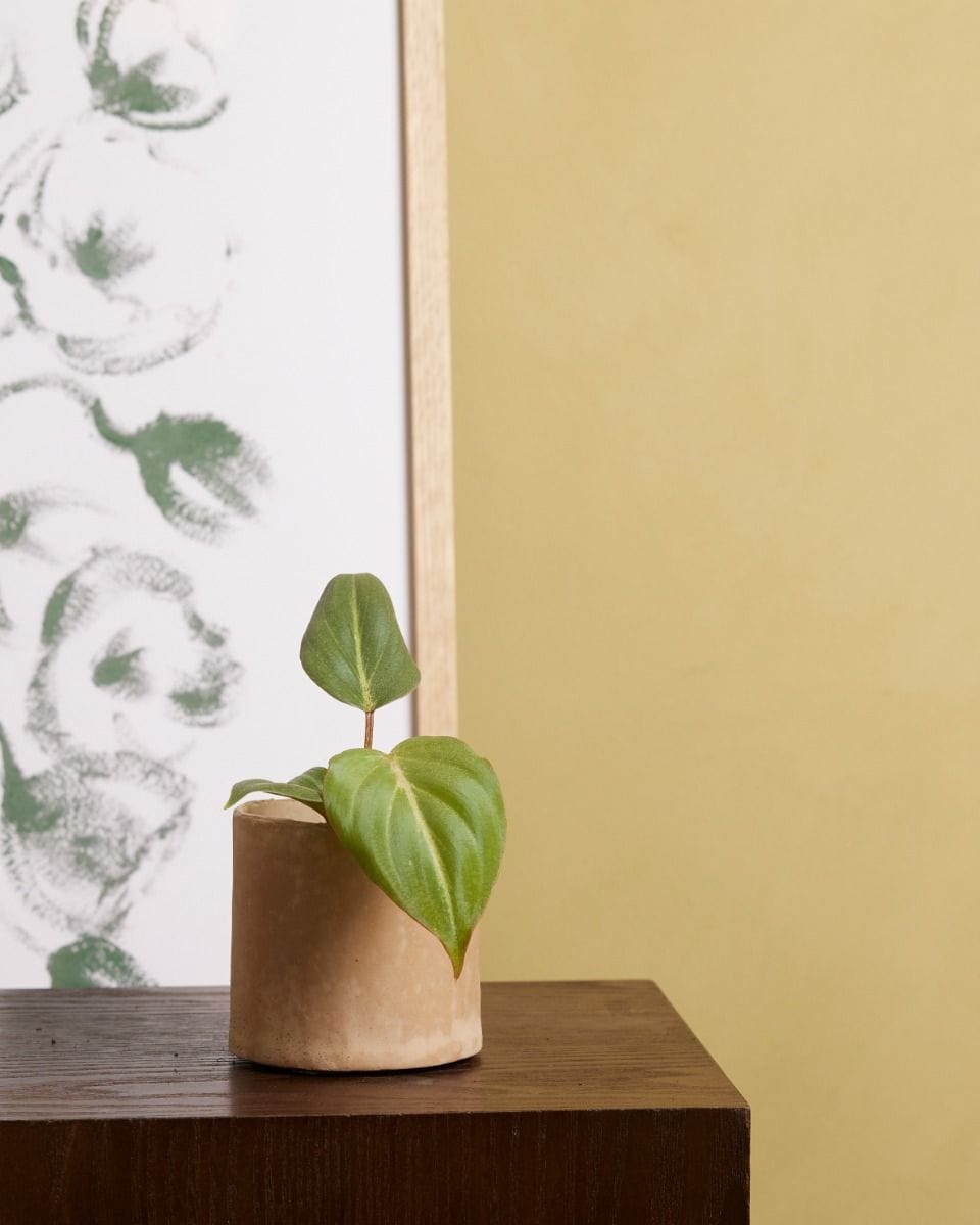 Bébé Philodendron Gloriosum (dark form)