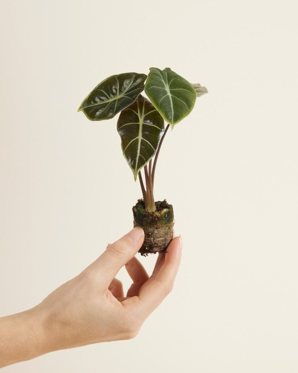 Baby Alocasia Olifantsoor Longiloba Watsoniana