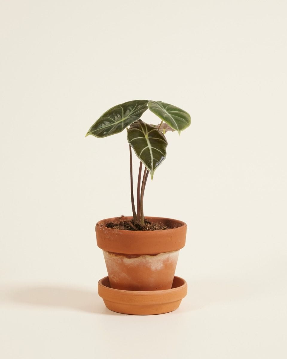 Baby Alocasia Olifantsoor Longiloba Watsoniana