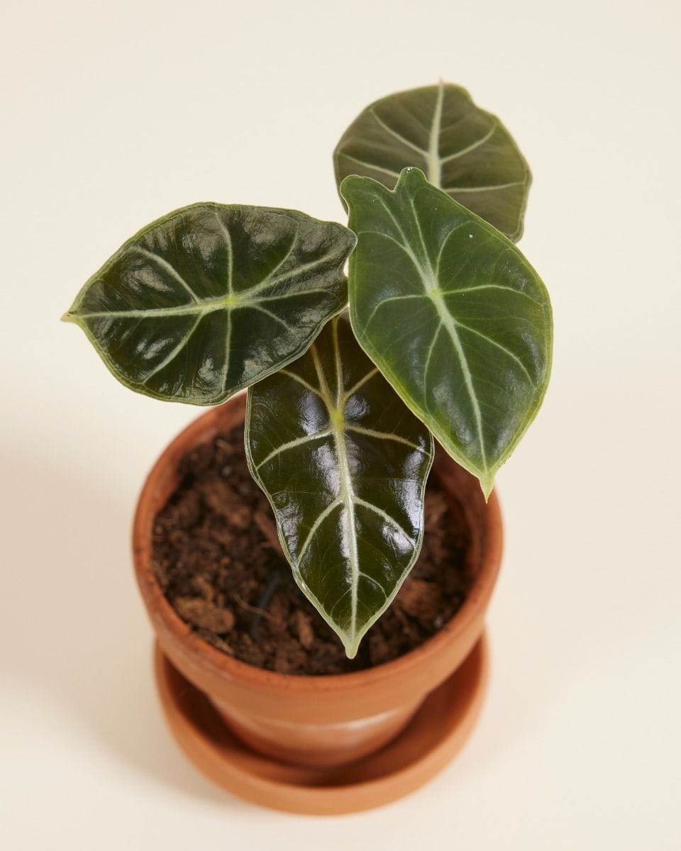 Baby Alocasia Olifantsoor Longiloba Watsoniana