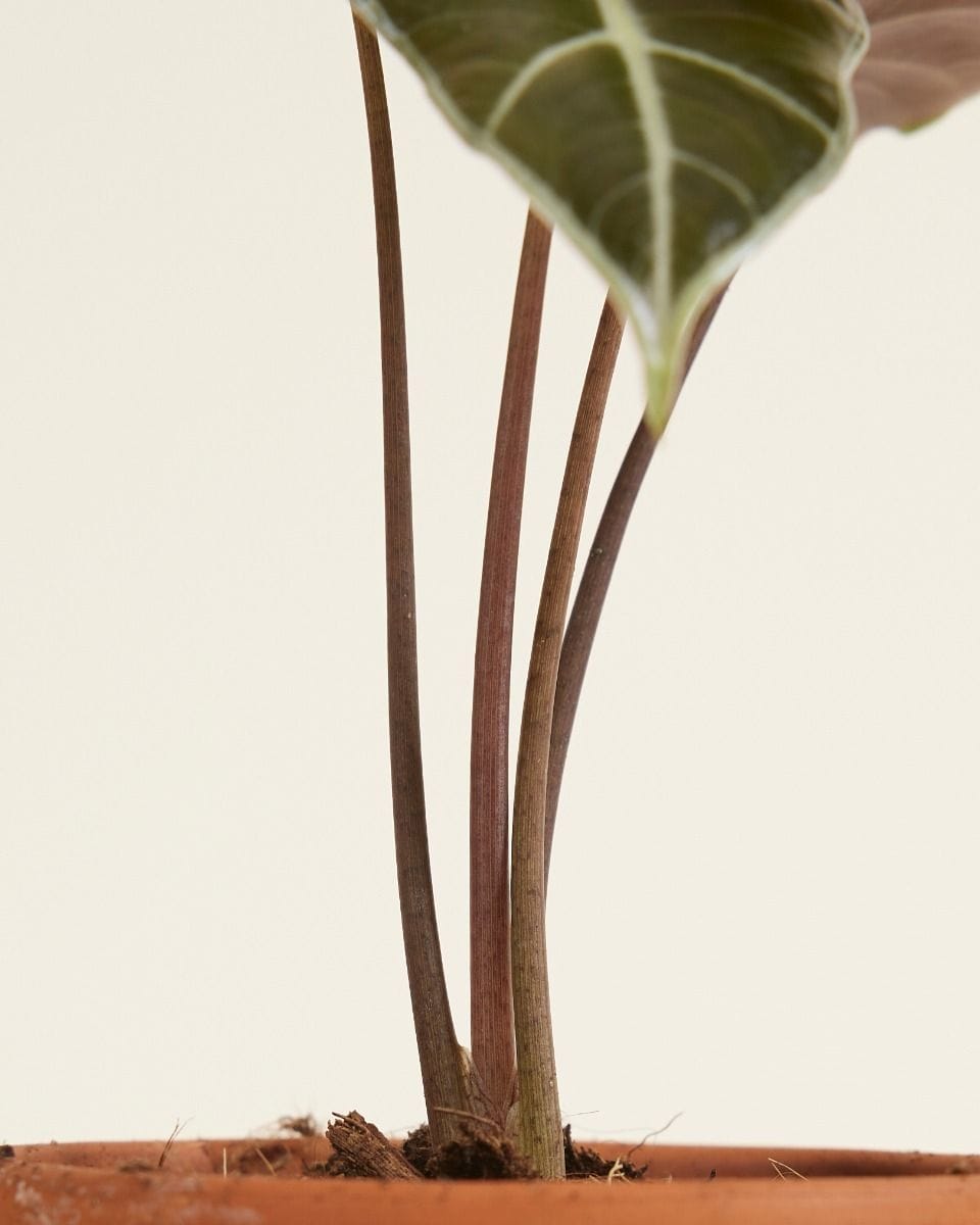 Baby Alocasia Olifantsoor Longiloba Watsoniana