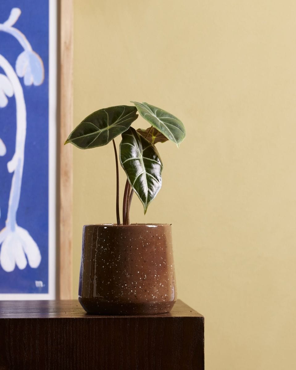 Baby Alocasia Olifantsoor Longiloba Watsoniana