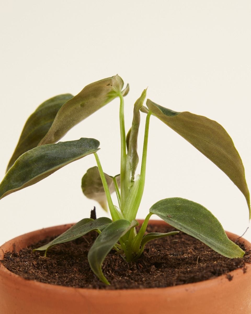 Bebé Philodendron Splendid