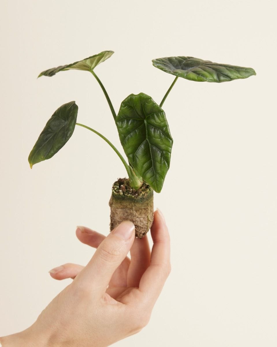 Baby Alocasia Elephant Ears Sinuata