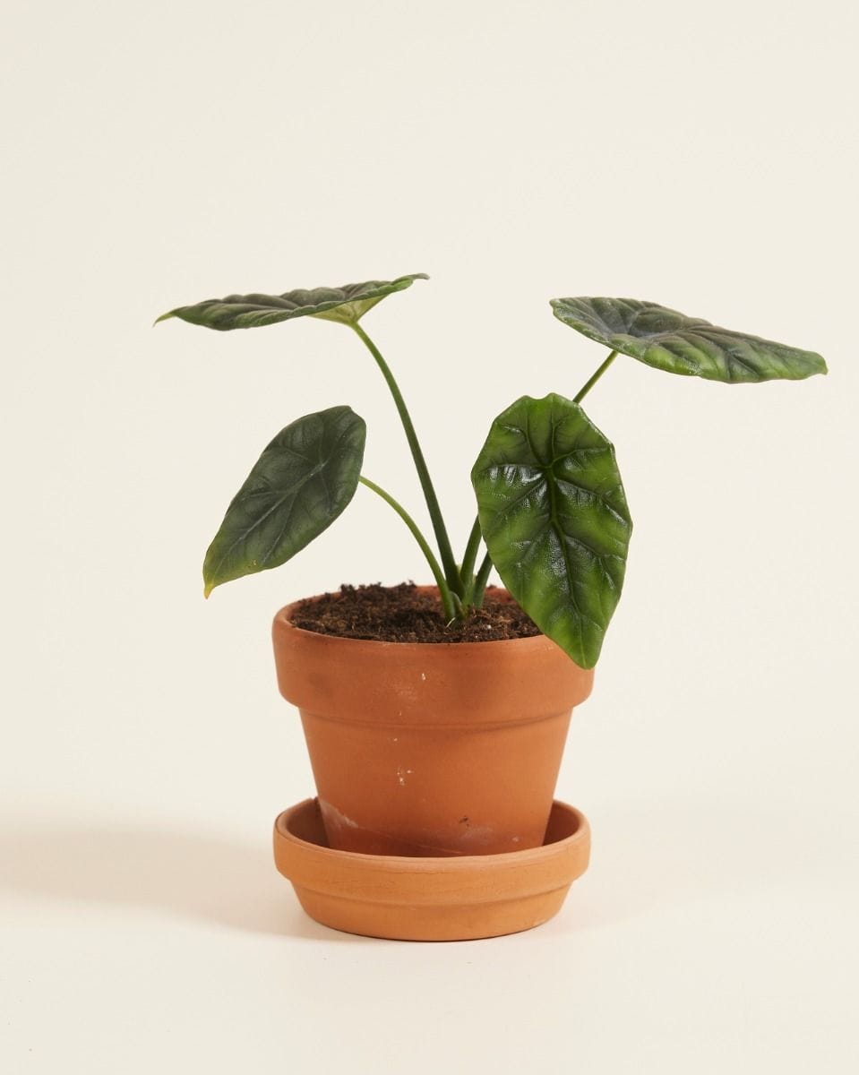 Baby Alocasia Elephant Ears Sinuata