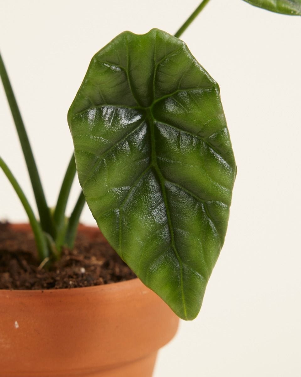 Baby Alocasia Elephant Ears Sinuata