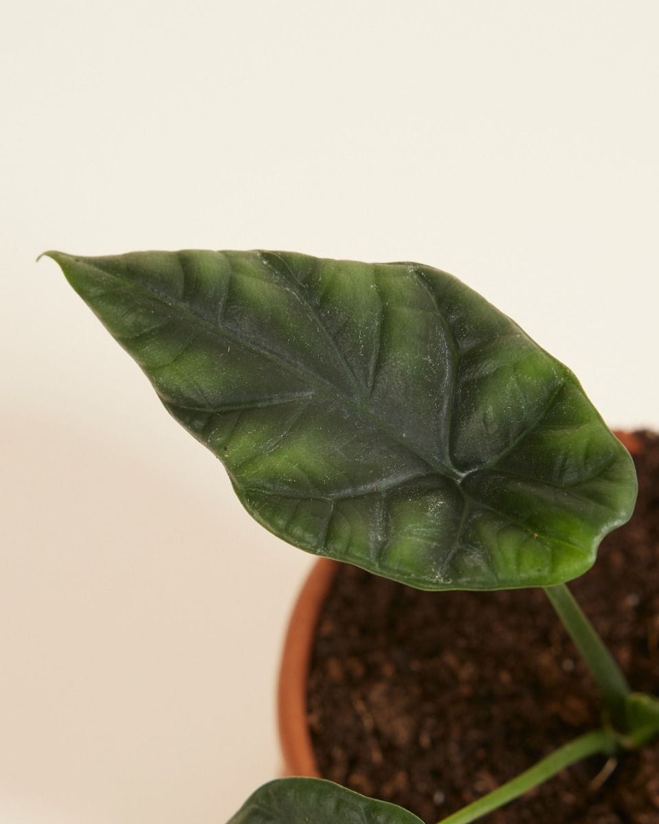 Baby Alocasia Elephant Ears Sinuata