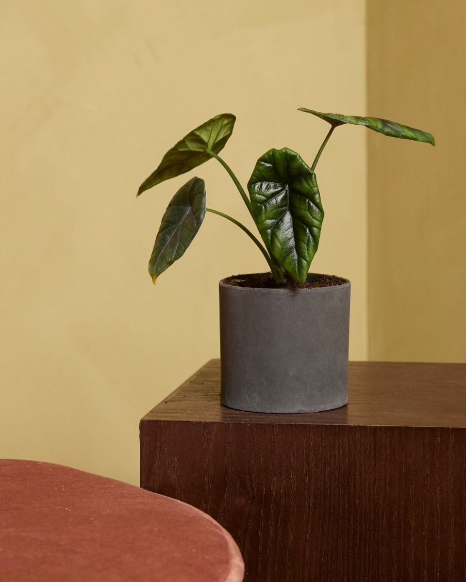 Baby Alocasia Elephant Ears Sinuata