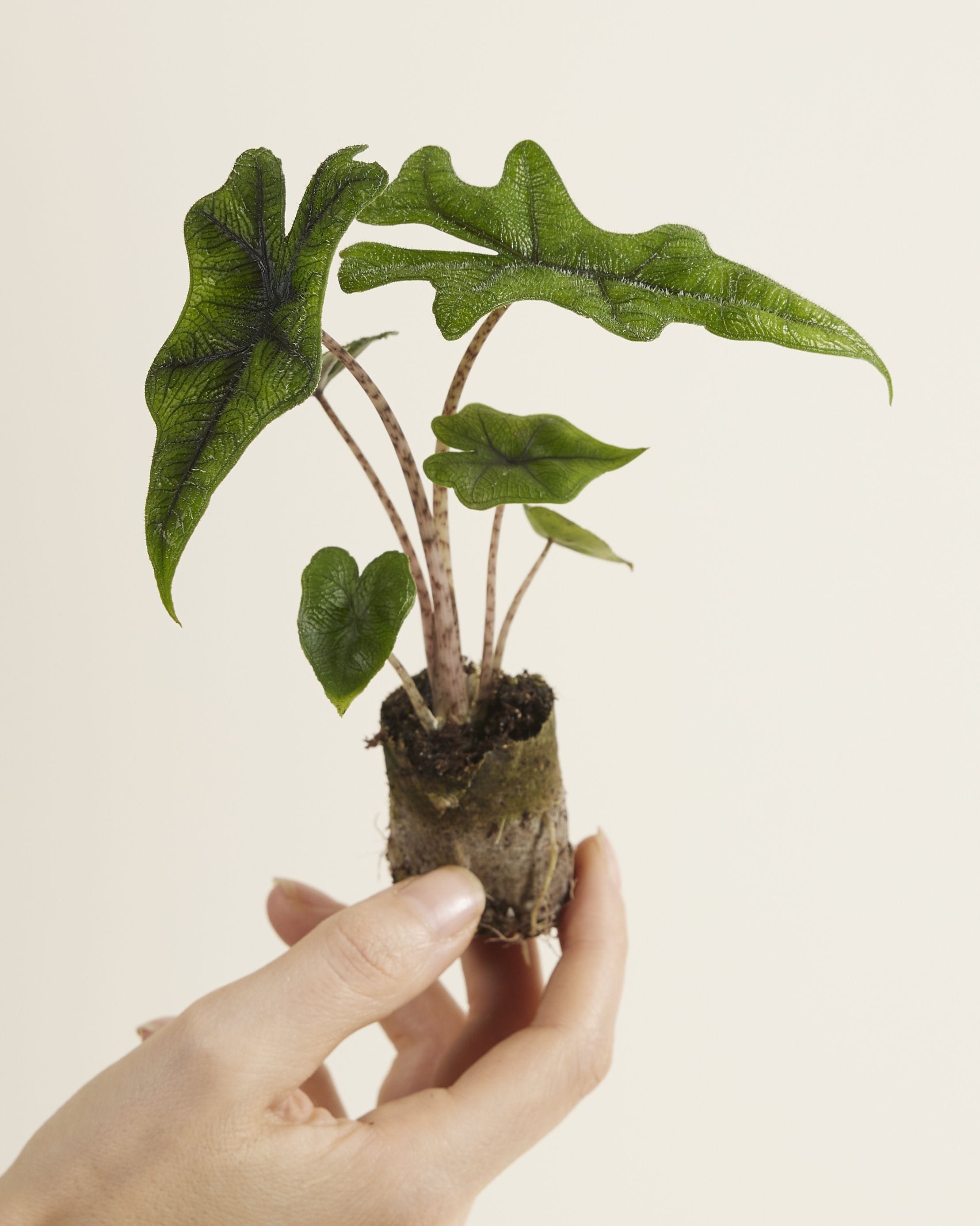 Baby Alocasia Elephant Ears Jacklyn