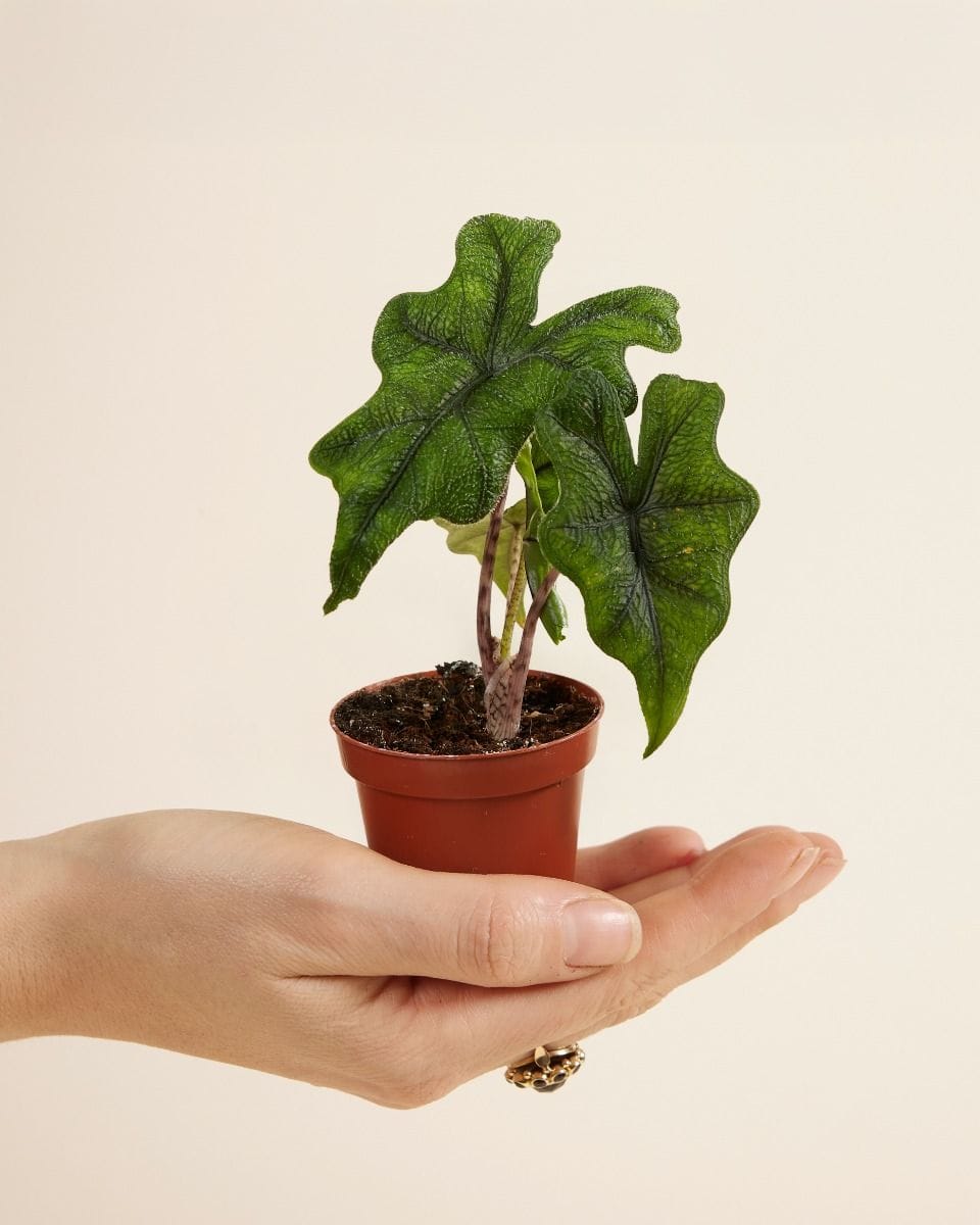 Baby Alocasia Orecchie di Elefante Jacklyn
