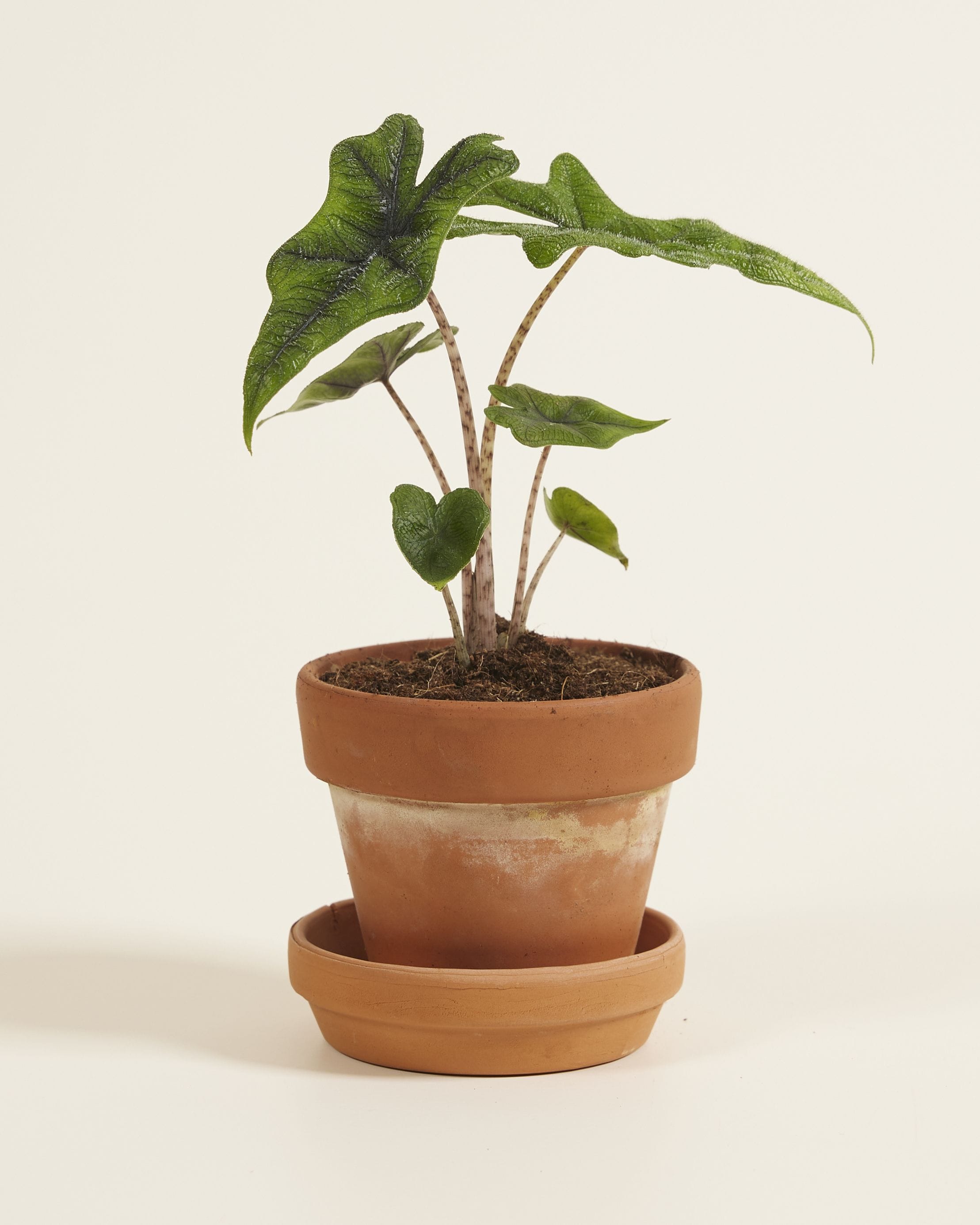 Baby Alocasia Elephant Ears Jacklyn