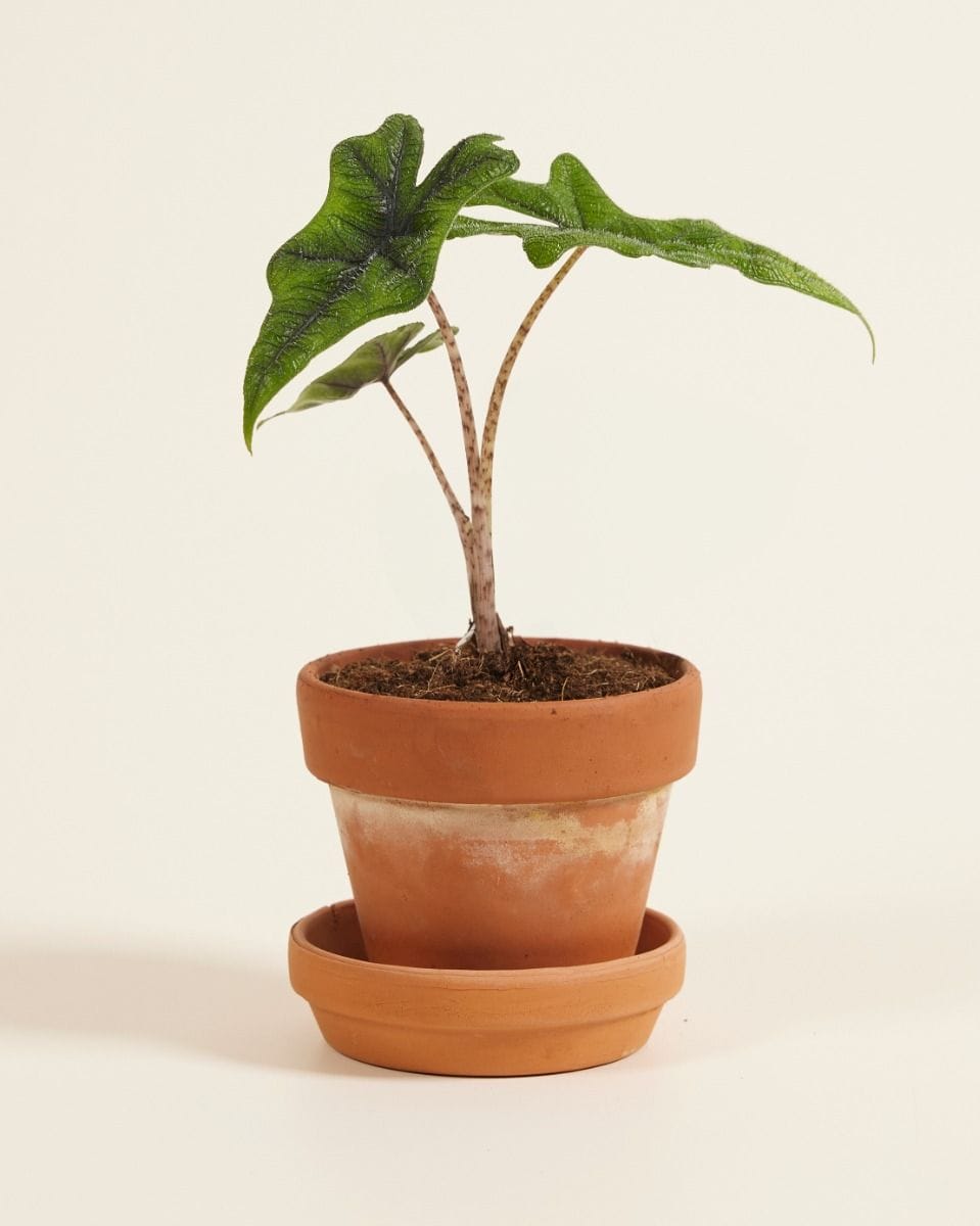 Baby Alocasia Orecchie di Elefante Jacklyn