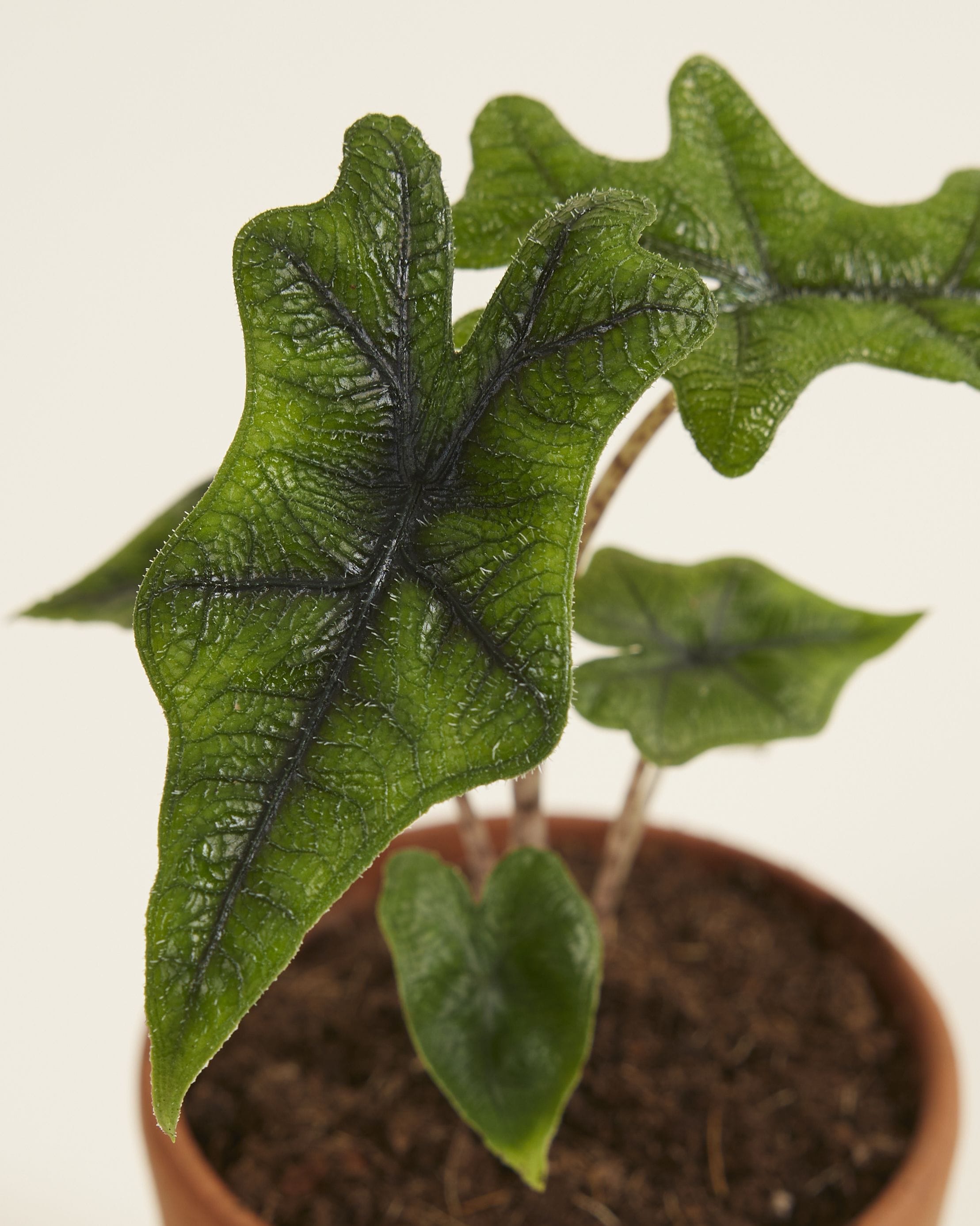 Baby Alocasia Elephant Ears Jacklyn