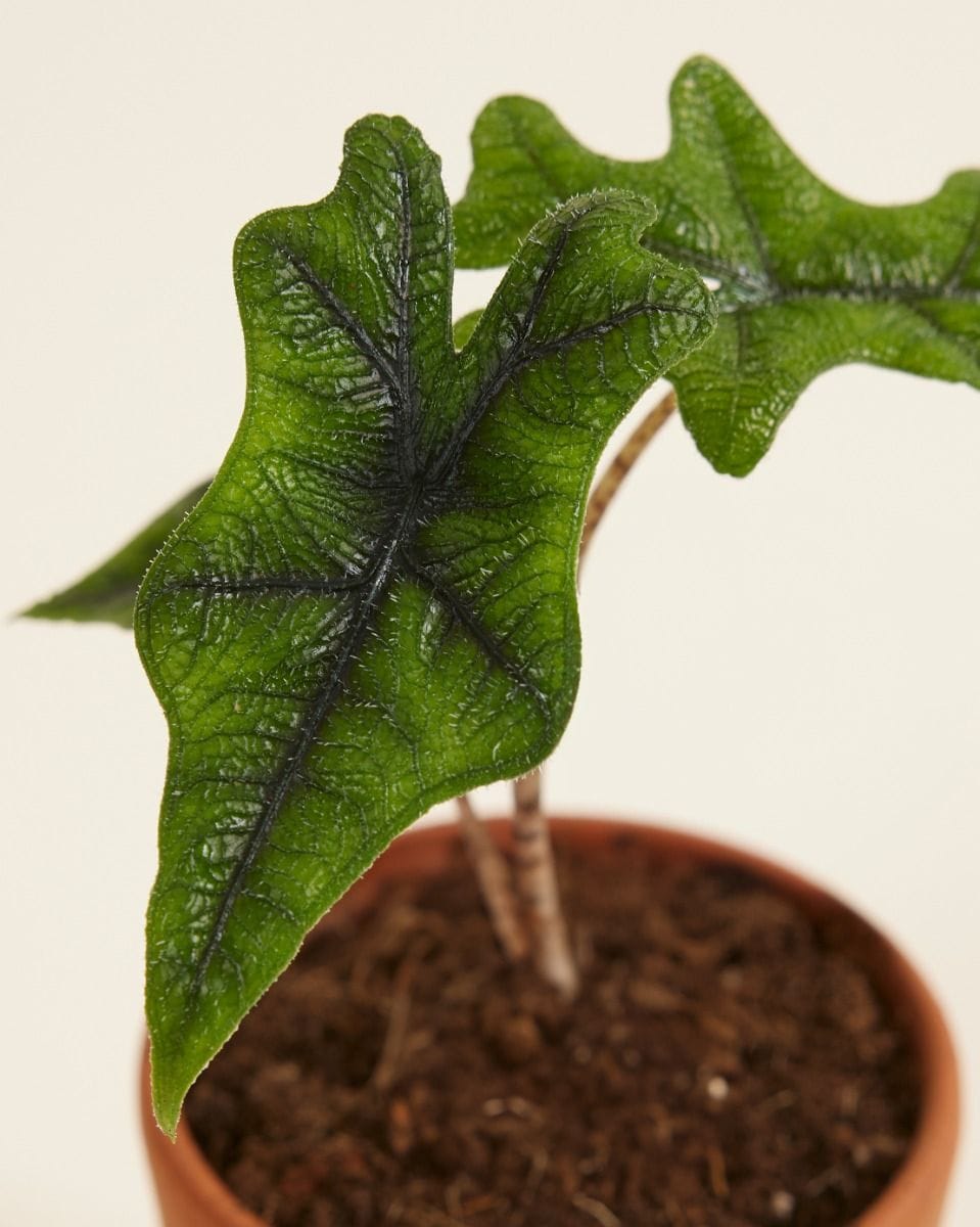 Baby Alocasia Orecchie di Elefante Jacklyn