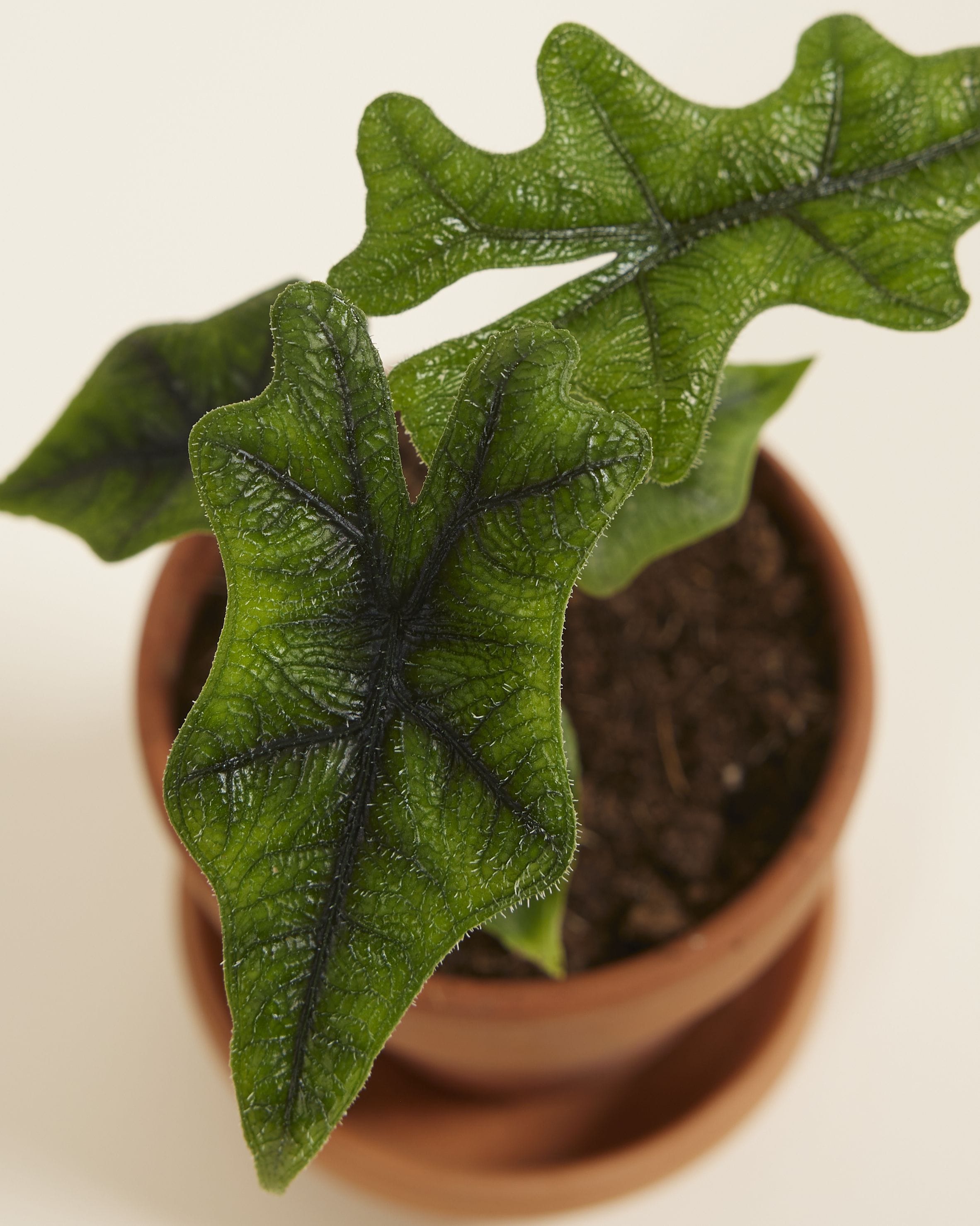 Baby Alocasia Elephant Ears Jacklyn